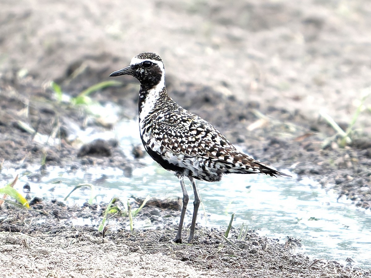 Pacific Golden-Plover - ML635990274