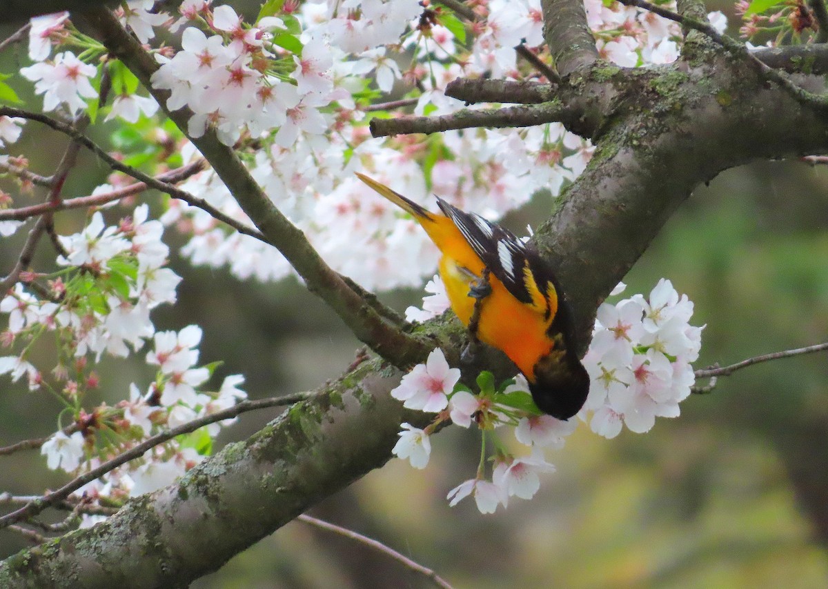 Baltimore Oriole - ML635990429