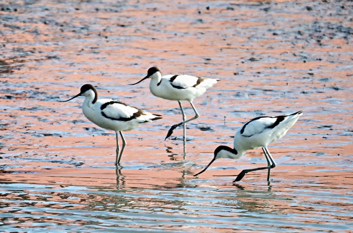 Pied Avocet - ML635990447