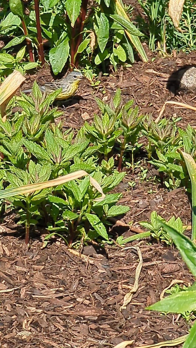 Kirtland's Warbler - ML635990449
