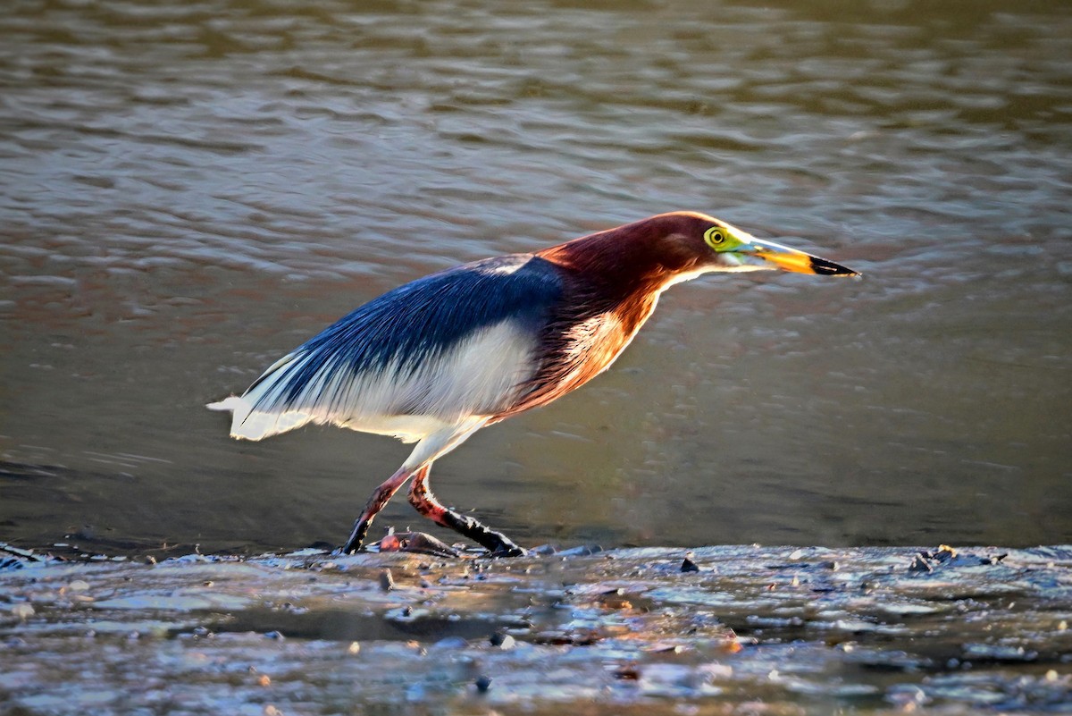 Chinese Pond-Heron - ML635990461