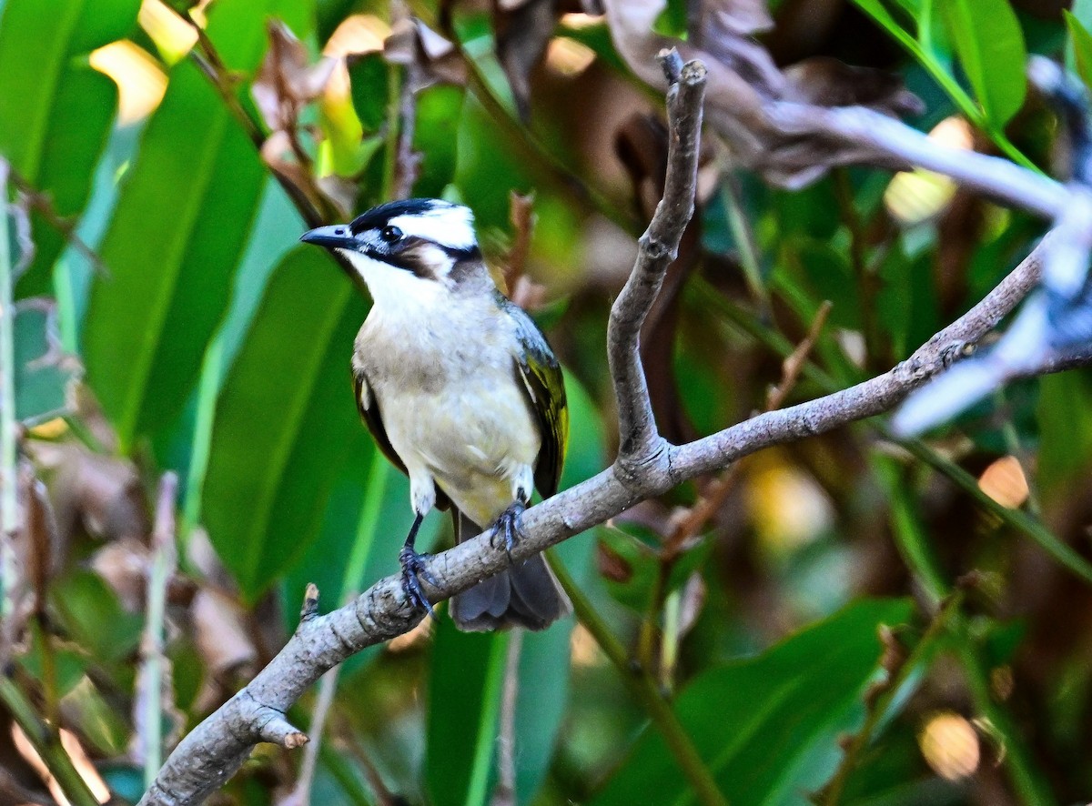 Light-vented Bulbul - ML635990484