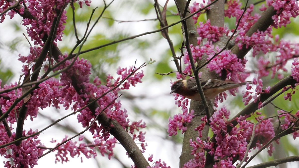 Bay-breasted Warbler - ML635990503