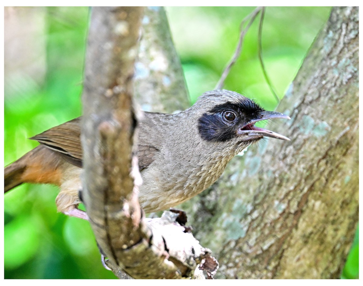 Masked Laughingthrush - ML635990515