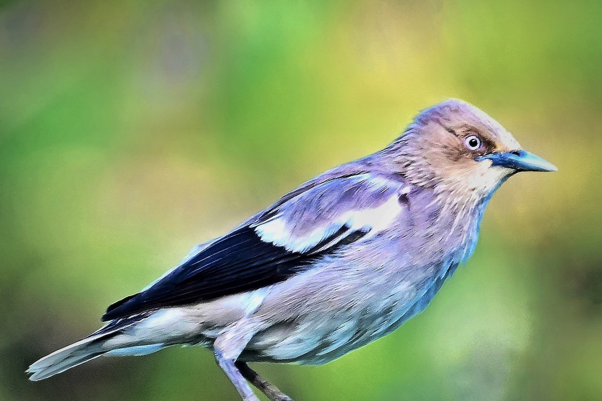 White-shouldered Starling - ML635990534