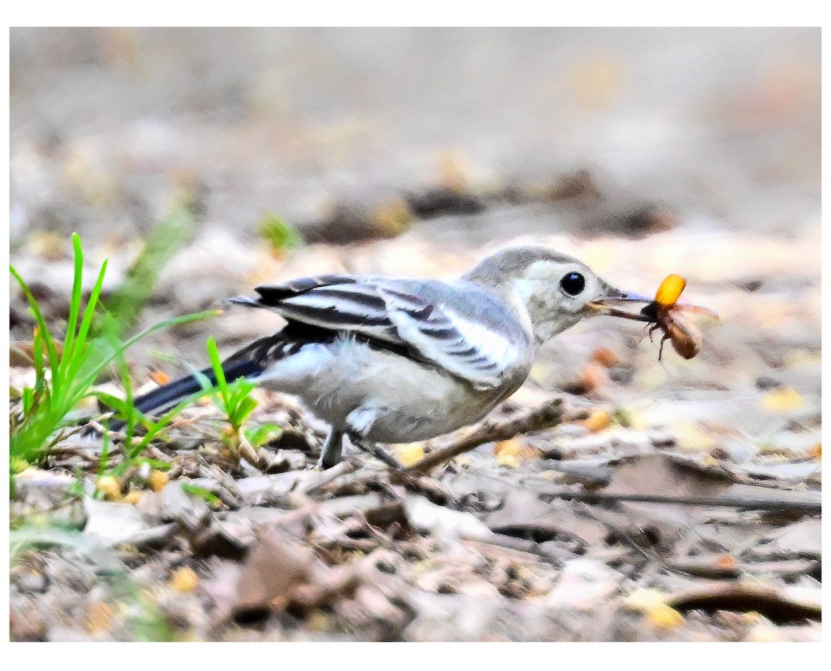 White Wagtail - ML635990536