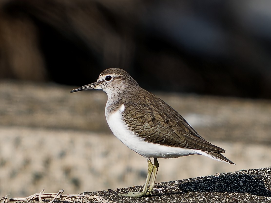 Common Sandpiper - ML635990654