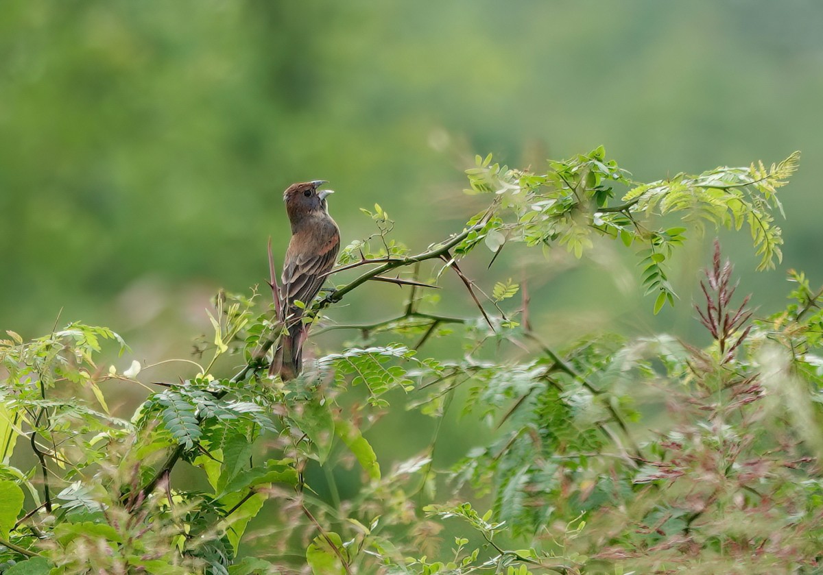 Blue Grosbeak - ML635990706