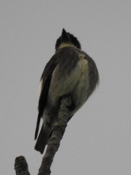 tyranovec severský - ML635990709