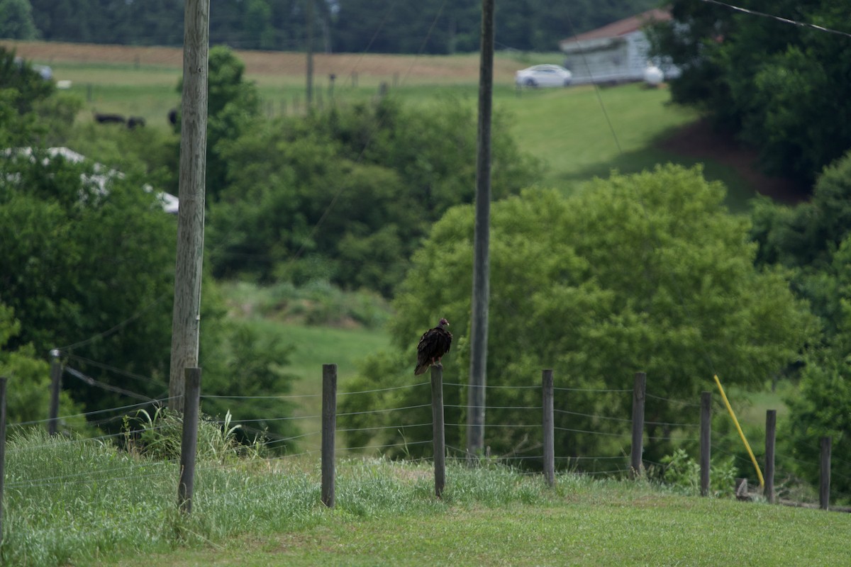 Turkey Vulture - ML635990714