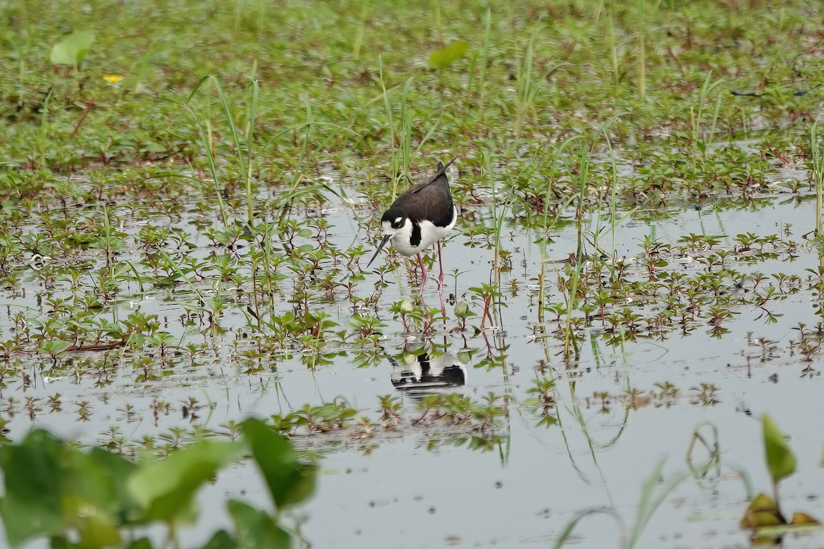Black-necked Stilt - ML635990730