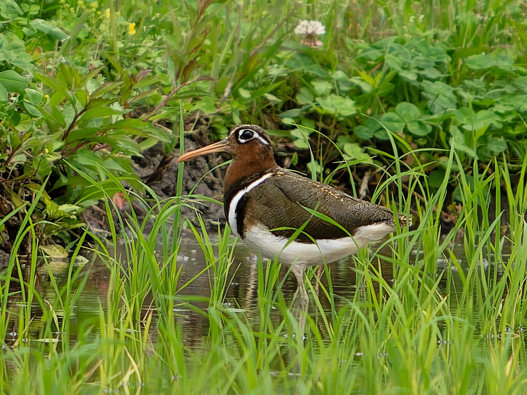 Greater Painted-Snipe - ML635990744