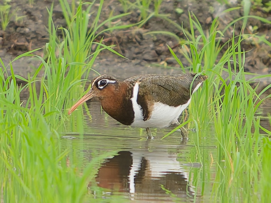 Greater Painted-Snipe - ML635990746