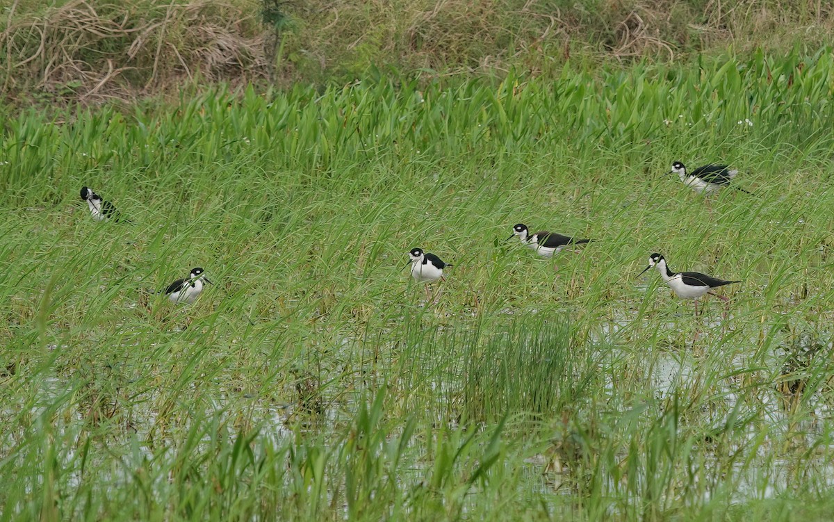 Black-necked Stilt - ML635990749