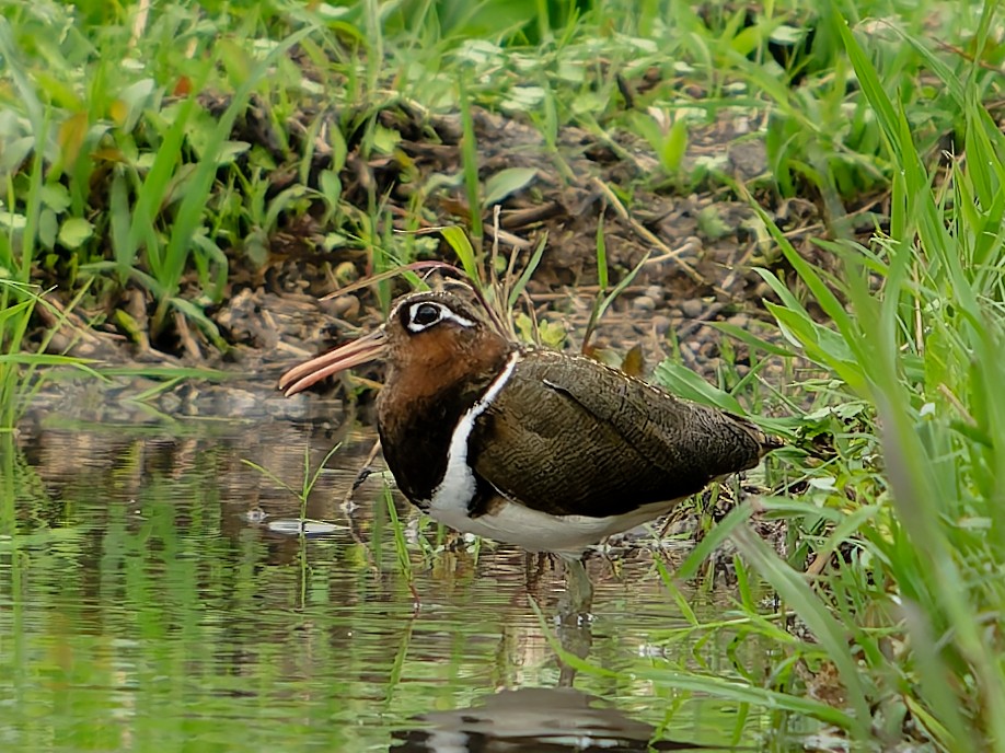 Greater Painted-Snipe - ML635990751