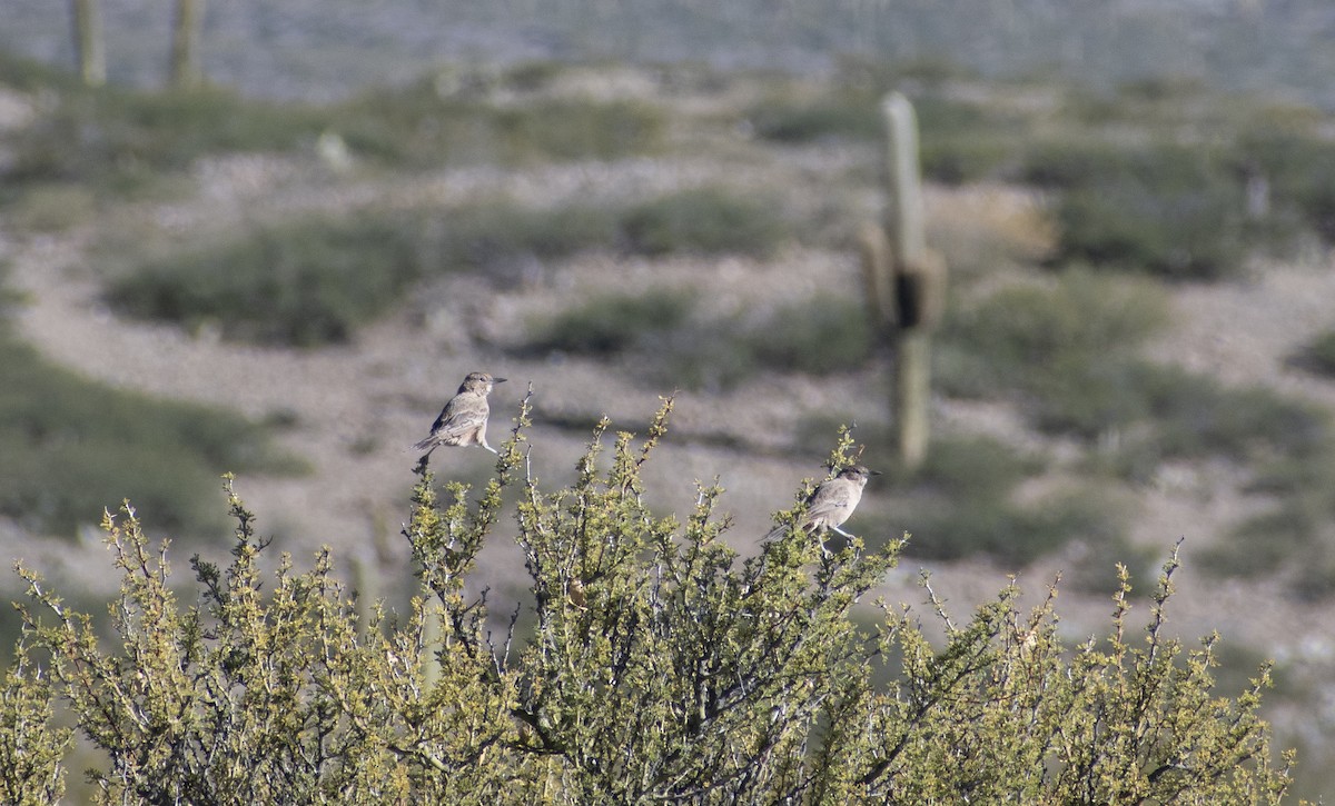 White-throated Cacholote - ML635990806