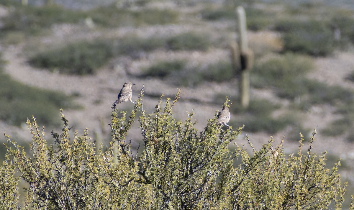 White-throated Cacholote - ML635990807