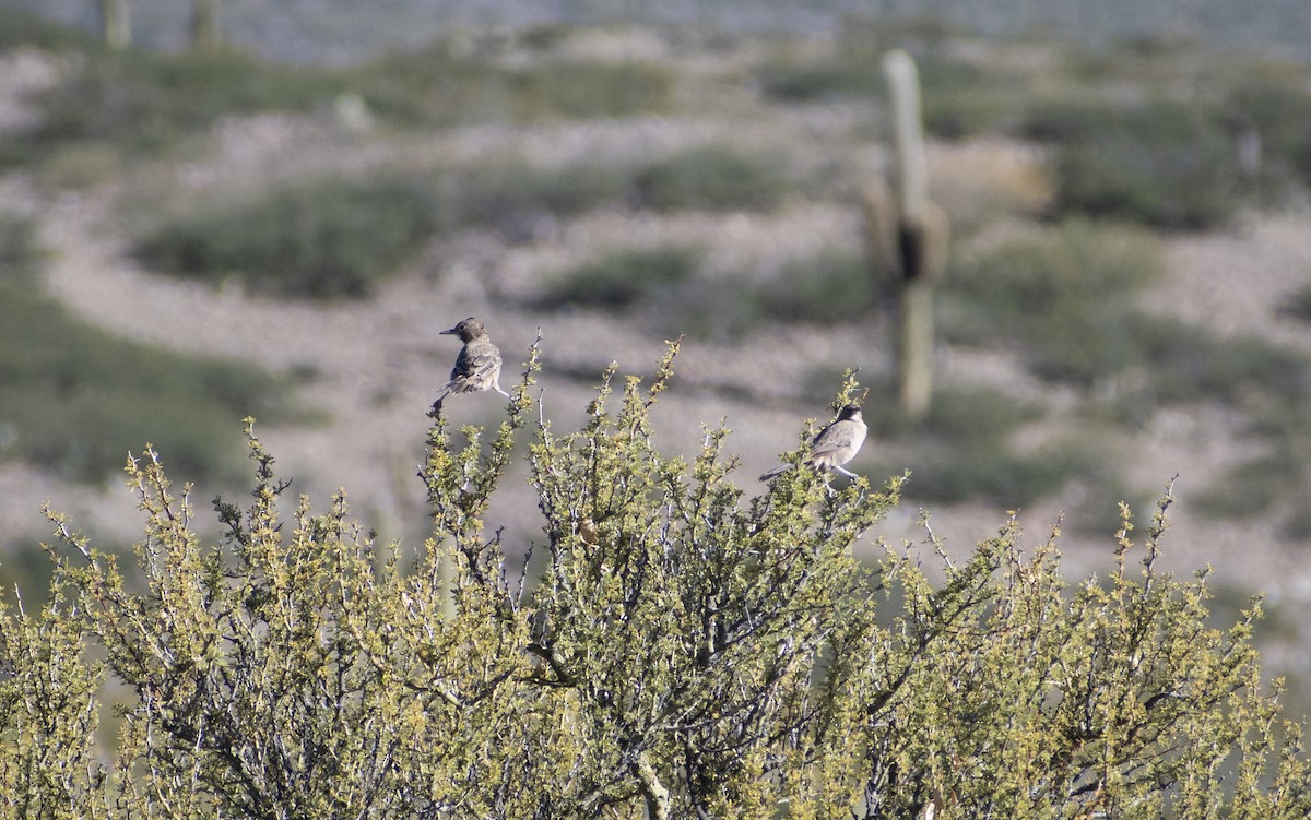 White-throated Cacholote - ML635990808