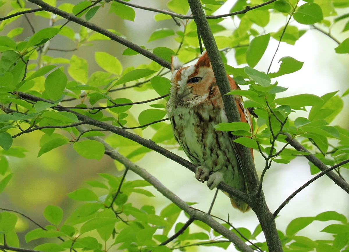Eastern Screech-Owl - ML635990822
