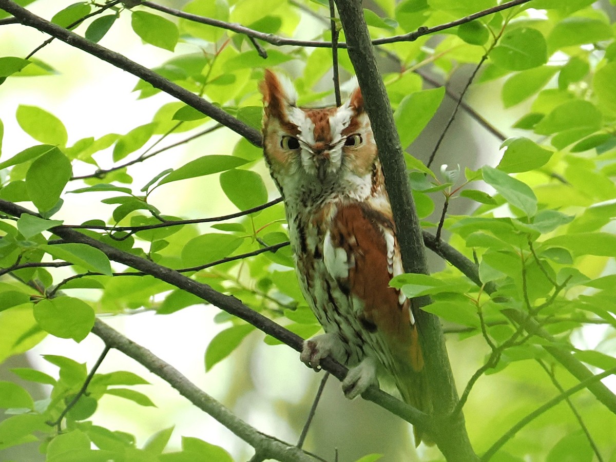 Eastern Screech-Owl - ML635990827