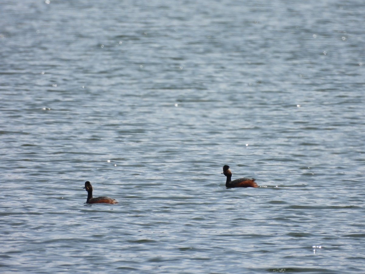 Eared Grebe - ML635990856