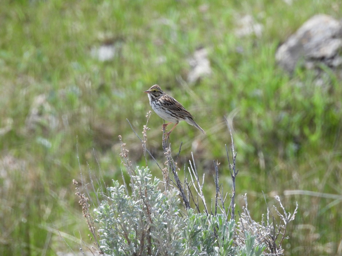 Savannah Sparrow - ML635990865
