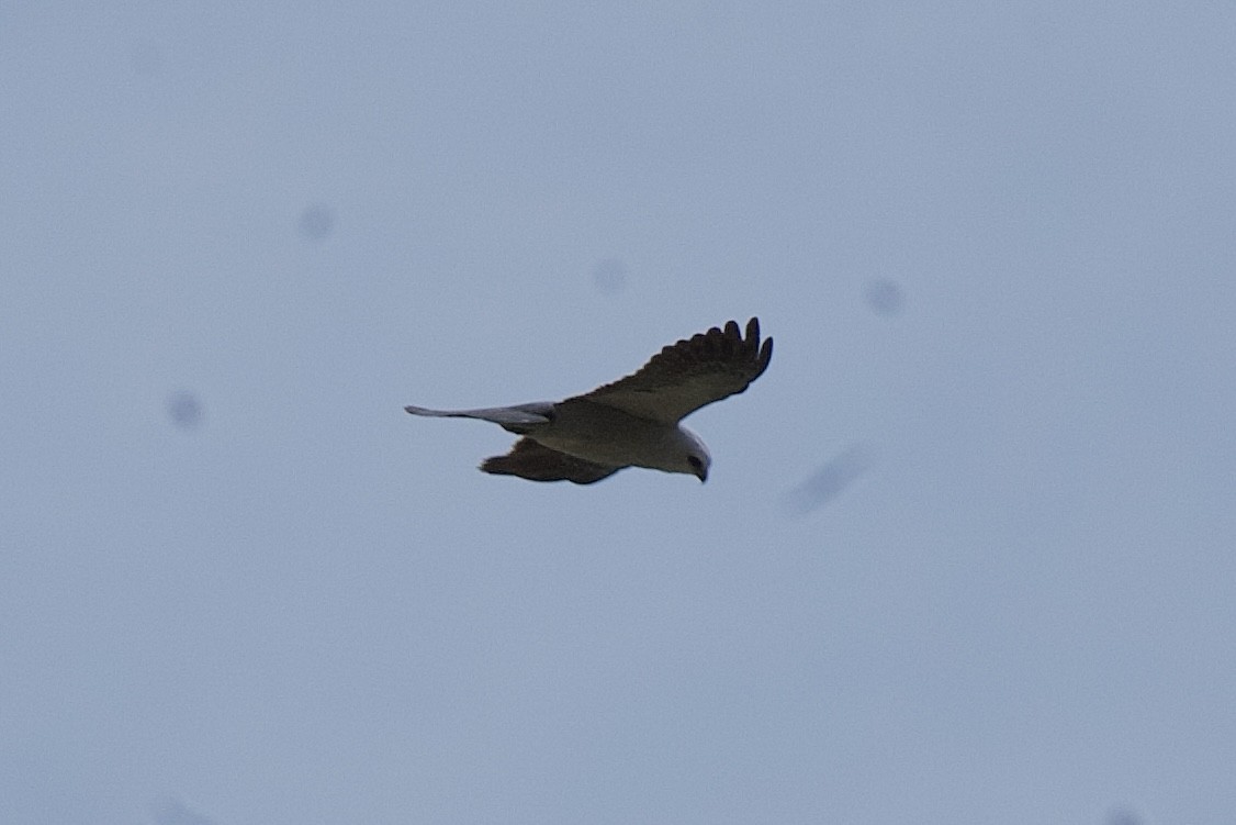 Mississippi Kite - ML635990869