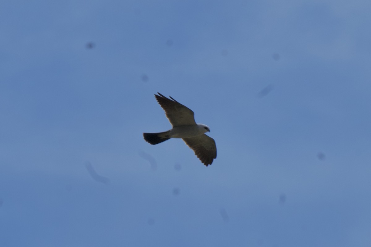 Mississippi Kite - ML635990870