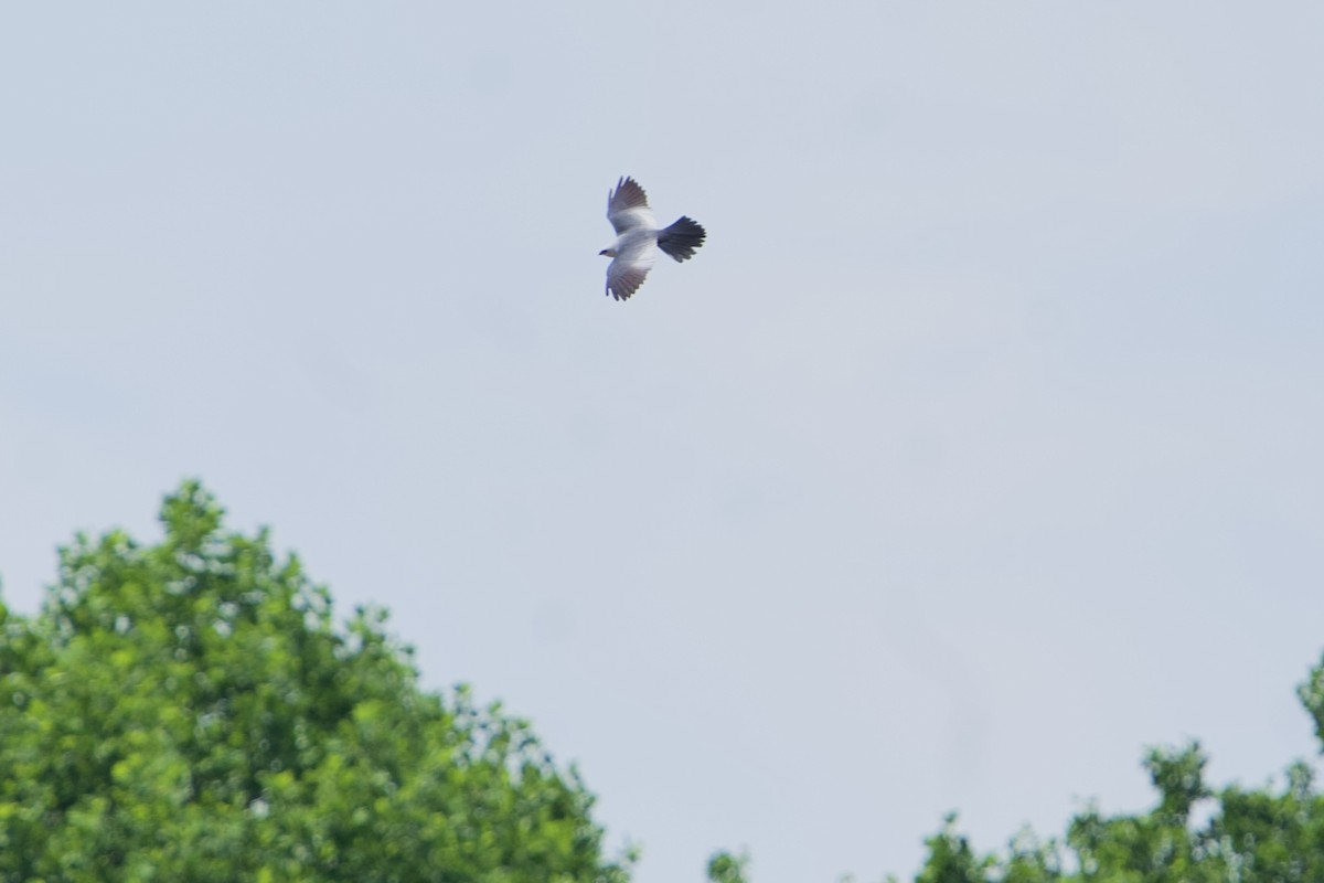 Mississippi Kite - ML635990871