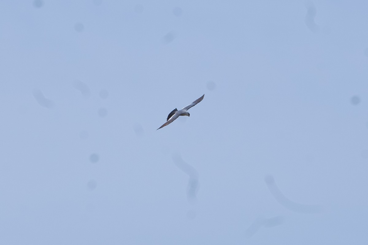 Mississippi Kite - ML635990872