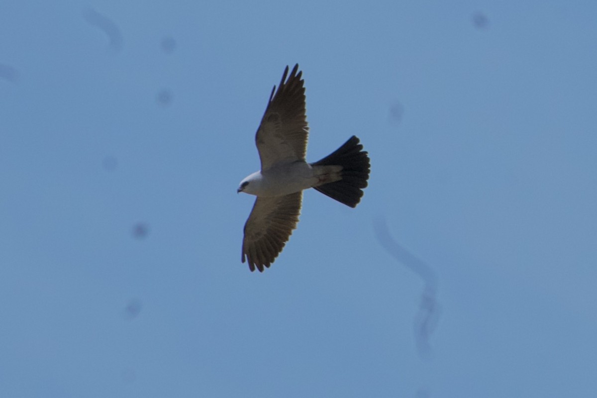 Mississippi Kite - ML635990873