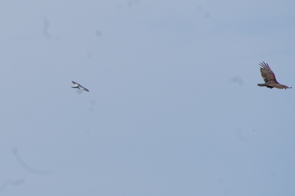 Mississippi Kite - ML635990875