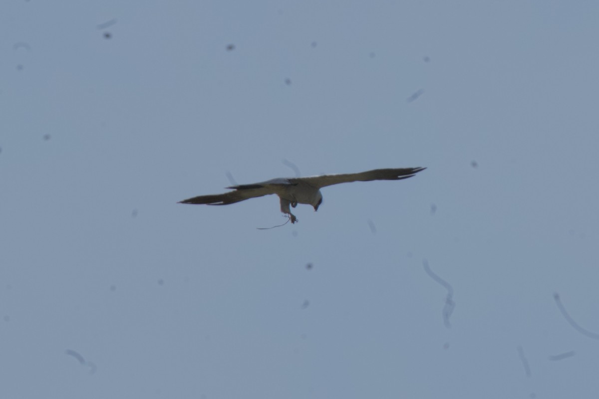 Mississippi Kite - ML635990876