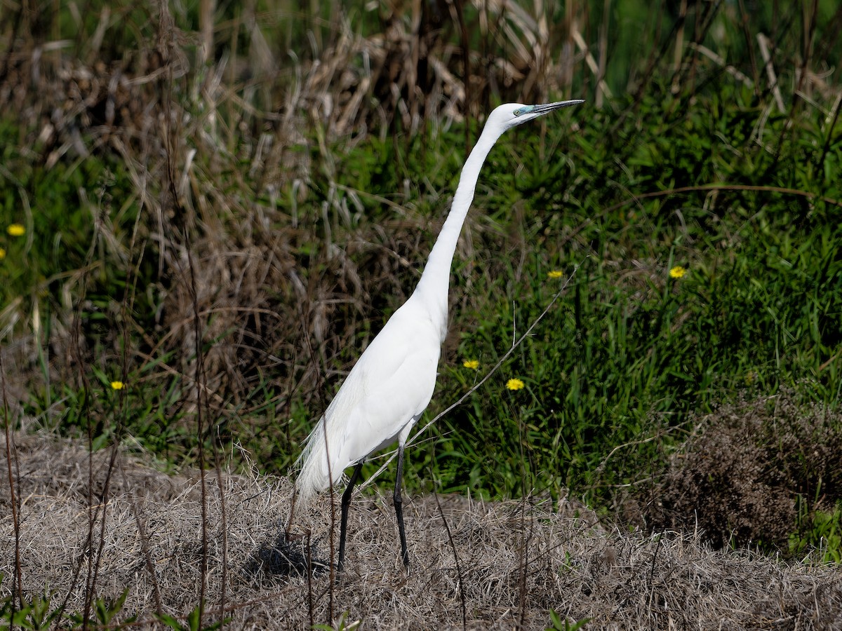Great Egret - ML635990880