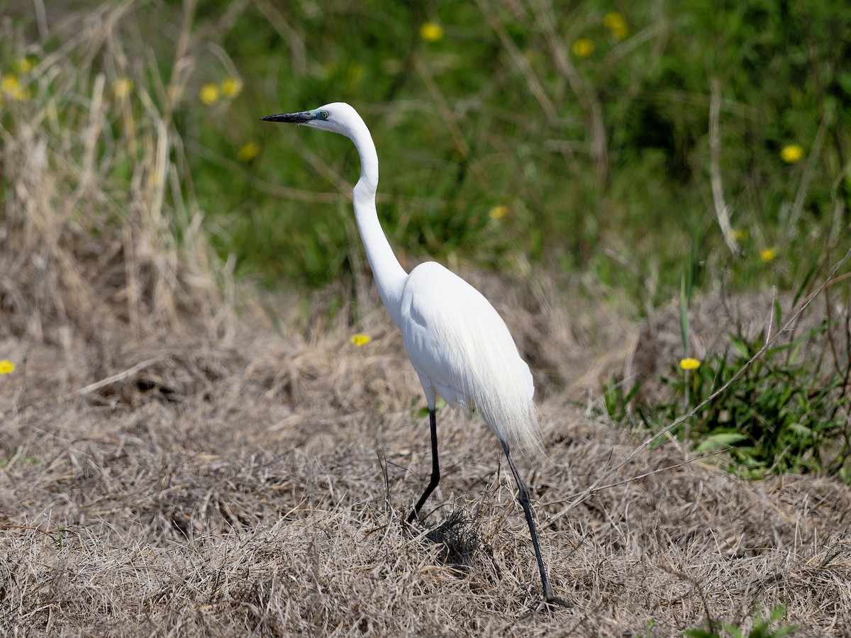 Great Egret - ML635990883