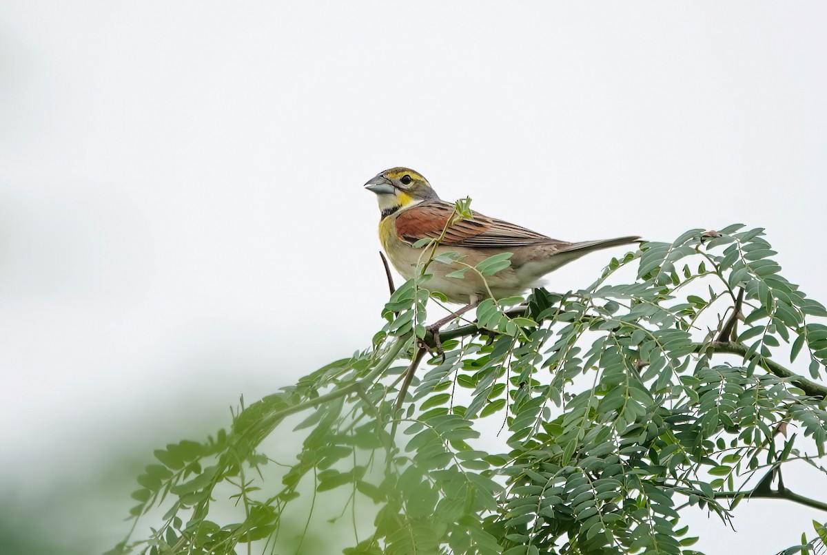 Dickcissel - ML635990920