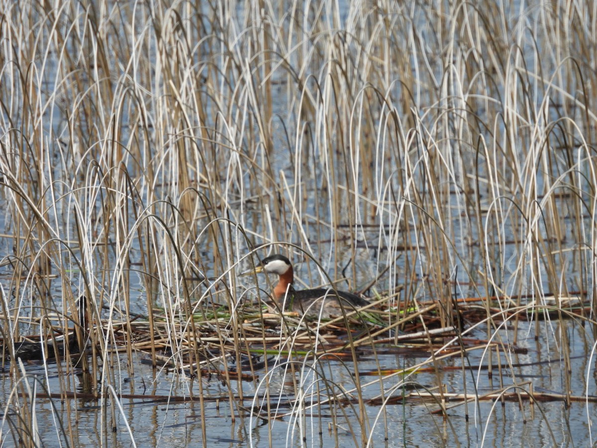 Red-necked Grebe - ML635990929