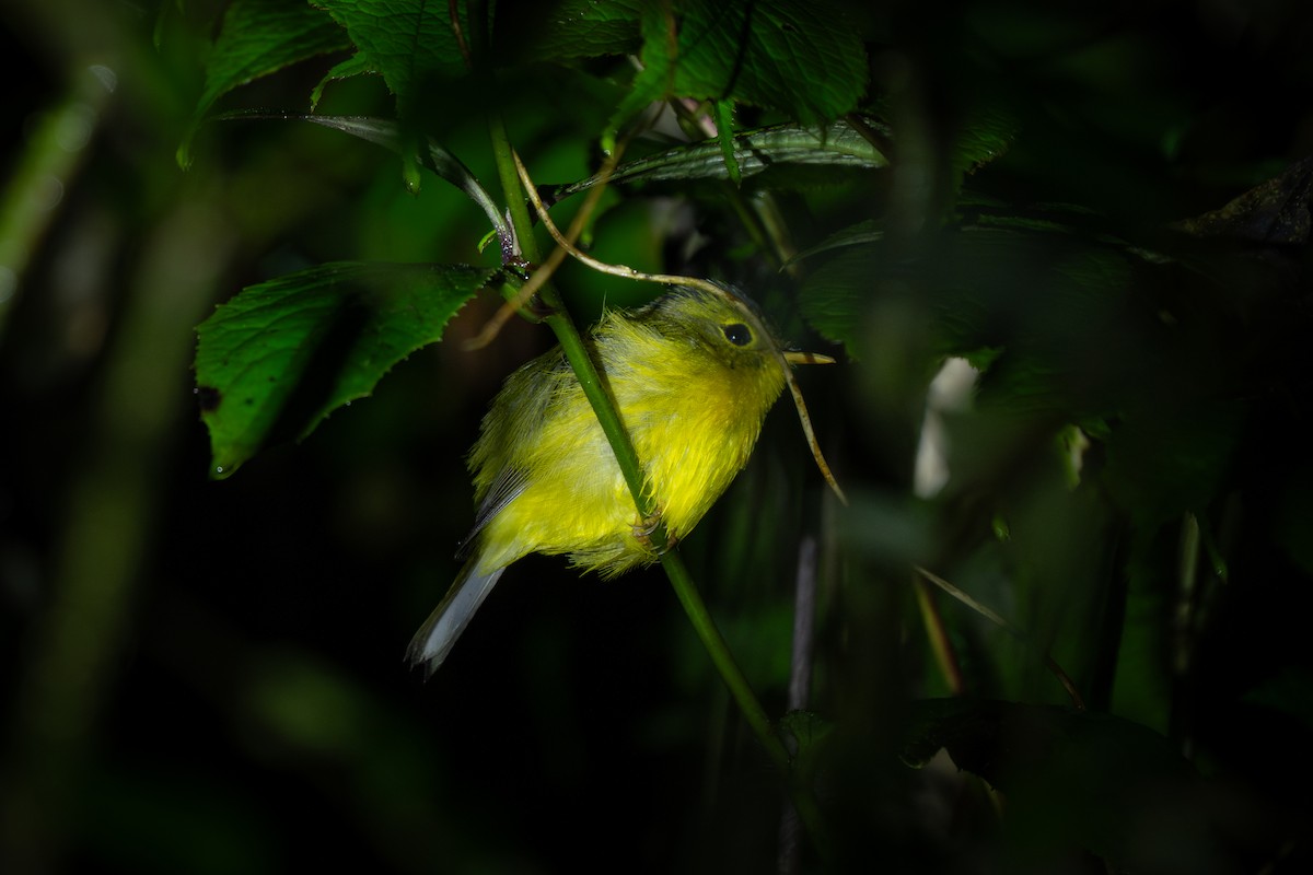 Mosquitero de Burke - ML635990961