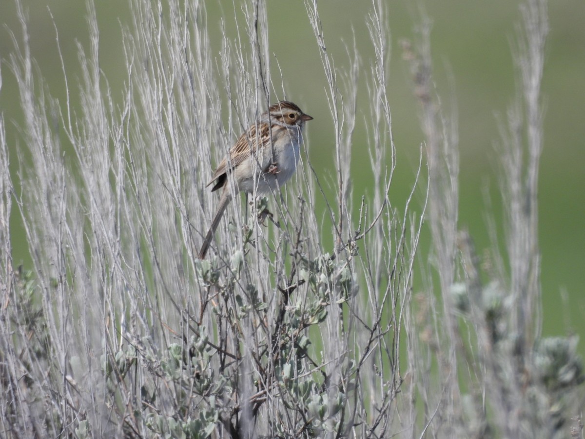 Clay-colored Sparrow - ML635990963