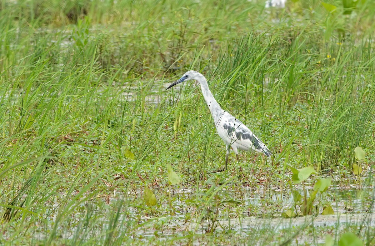 Little Blue Heron - ML635991026