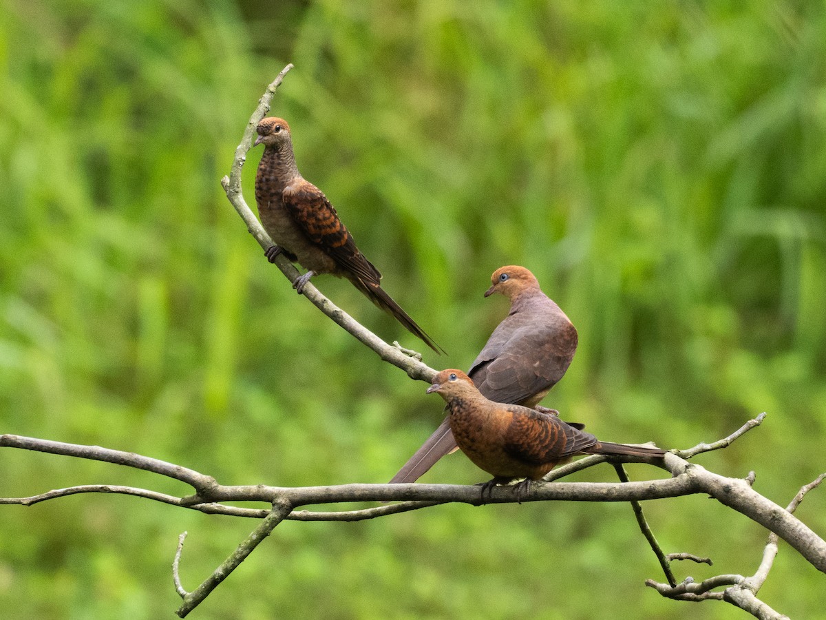 Little Cuckoo-Dove - ML635991056