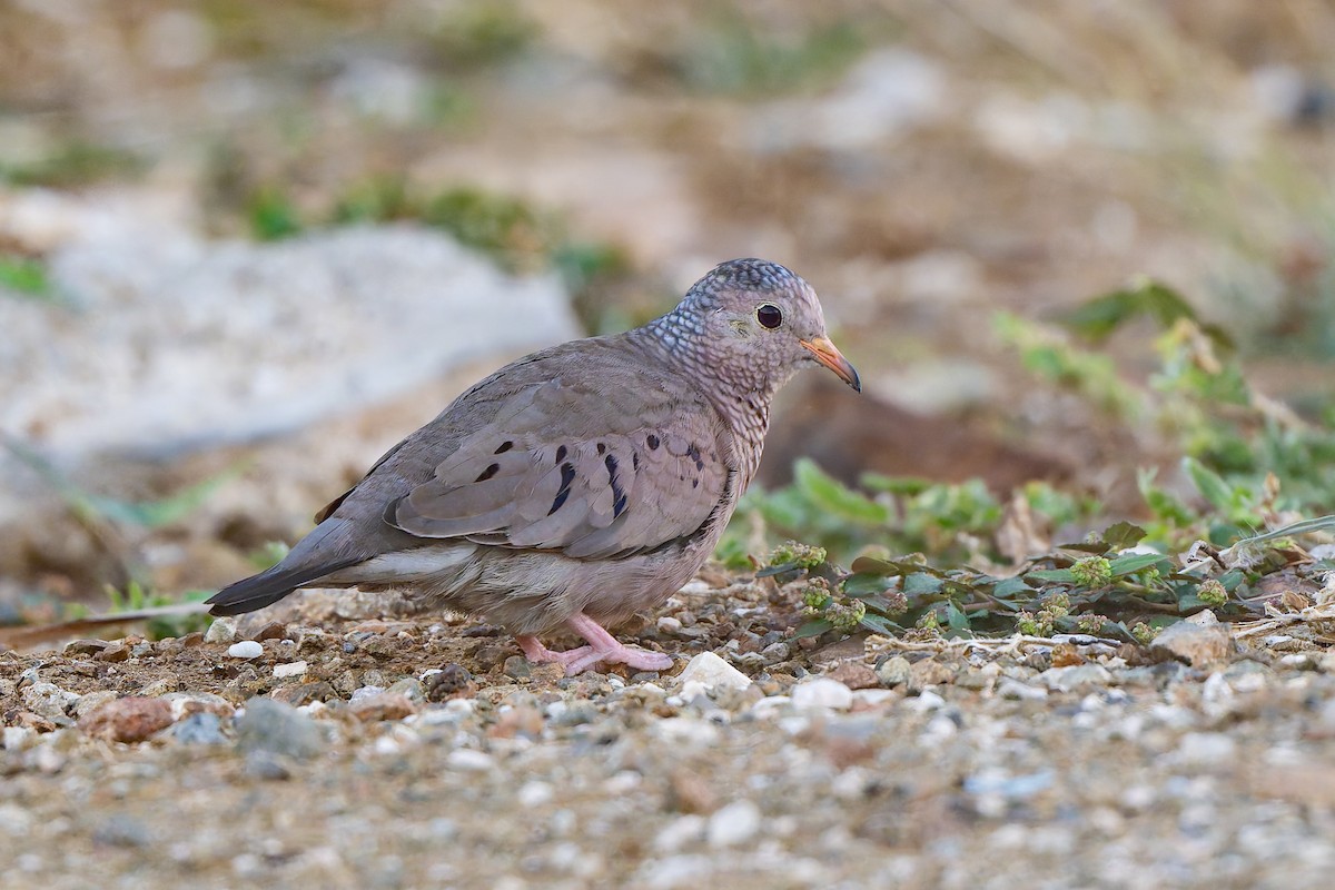 Common Ground Dove - ML635991102