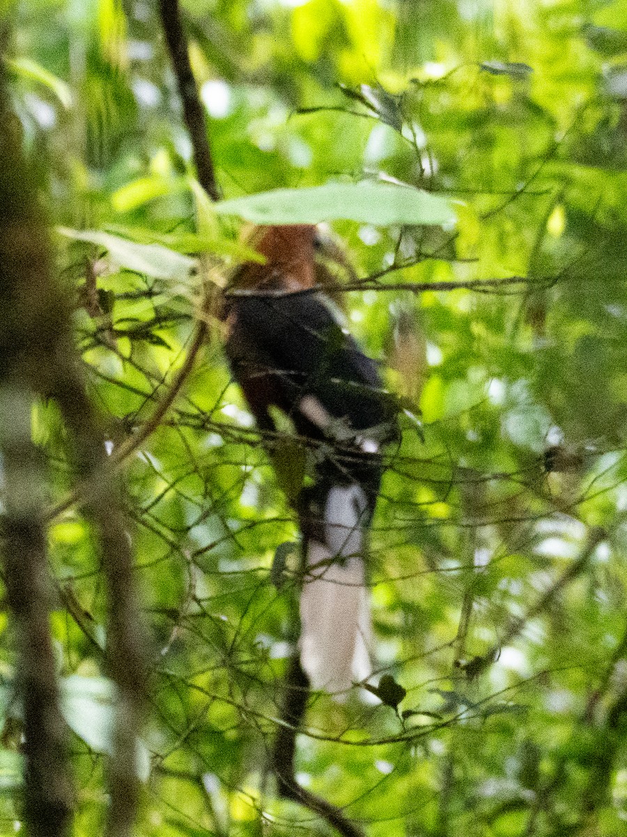 Rufous-necked Hornbill - ML635991103