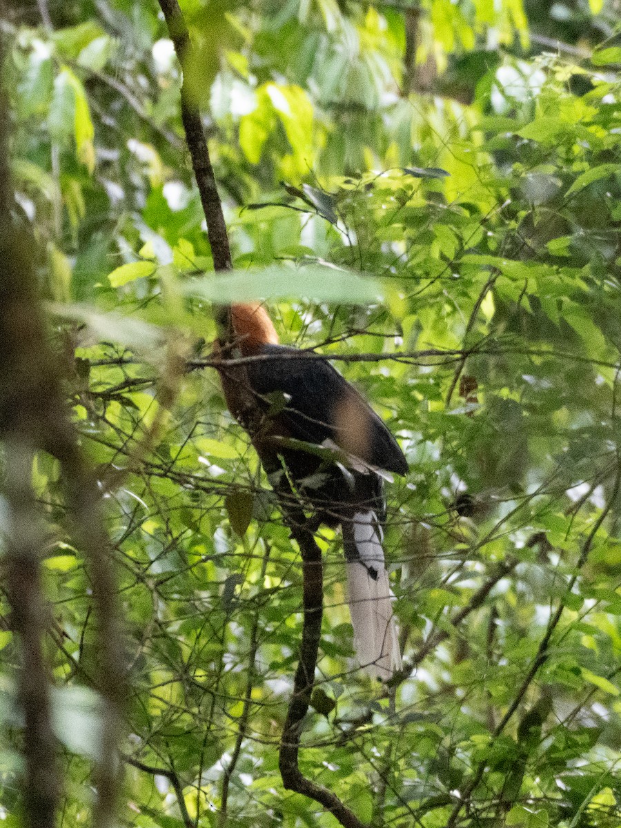 Rufous-necked Hornbill - ML635991104