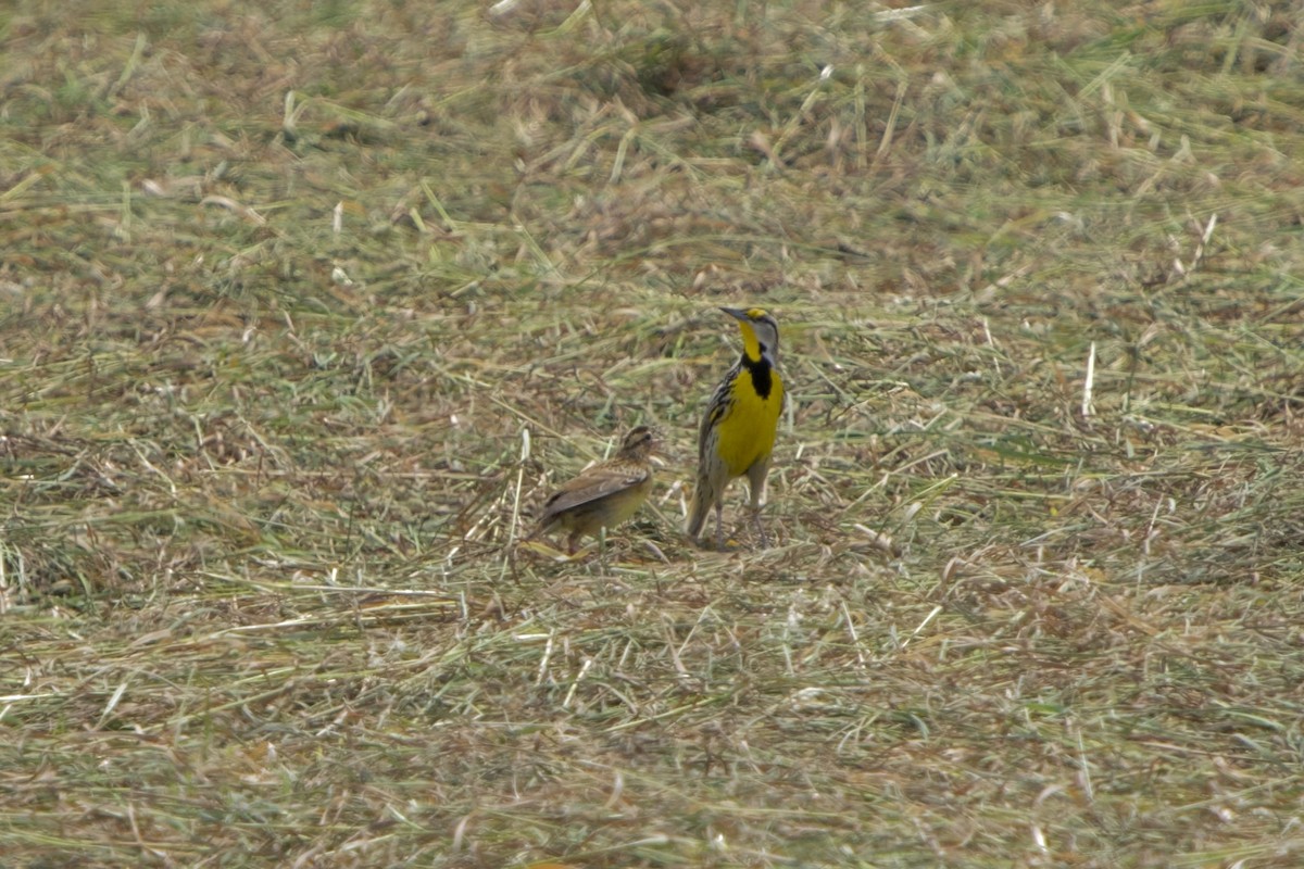Eastern Meadowlark - ML635991282