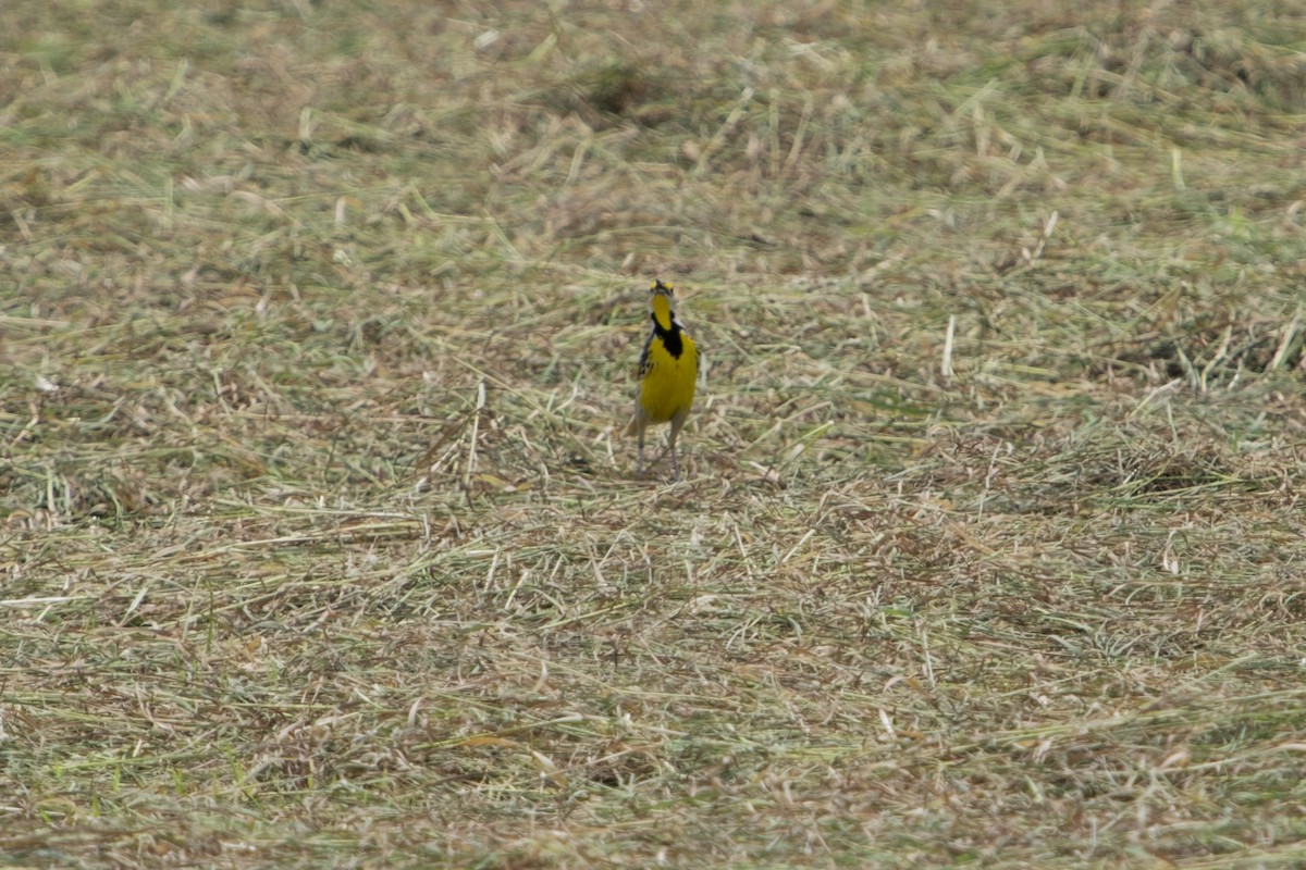 Eastern Meadowlark - ML635991283