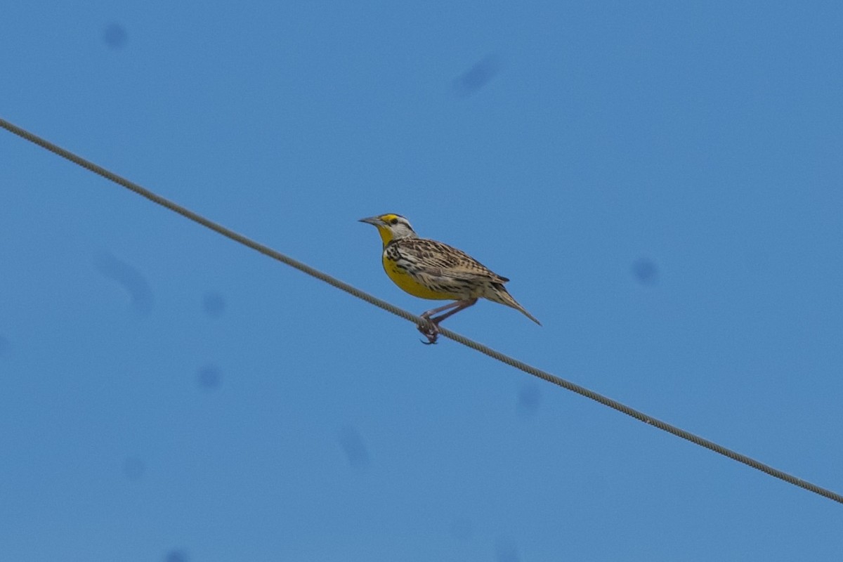 Eastern Meadowlark - ML635991284