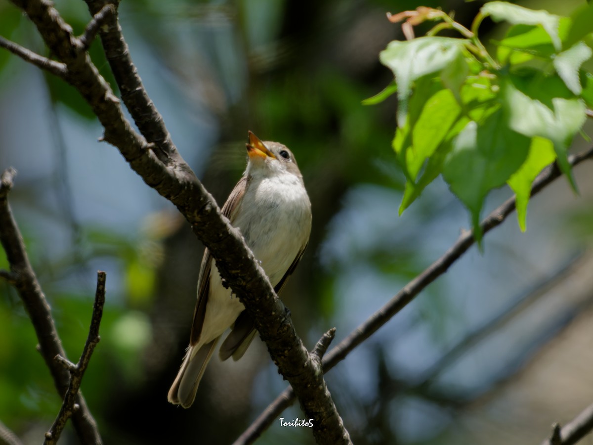 Asian Brown Flycatcher - ML635991322