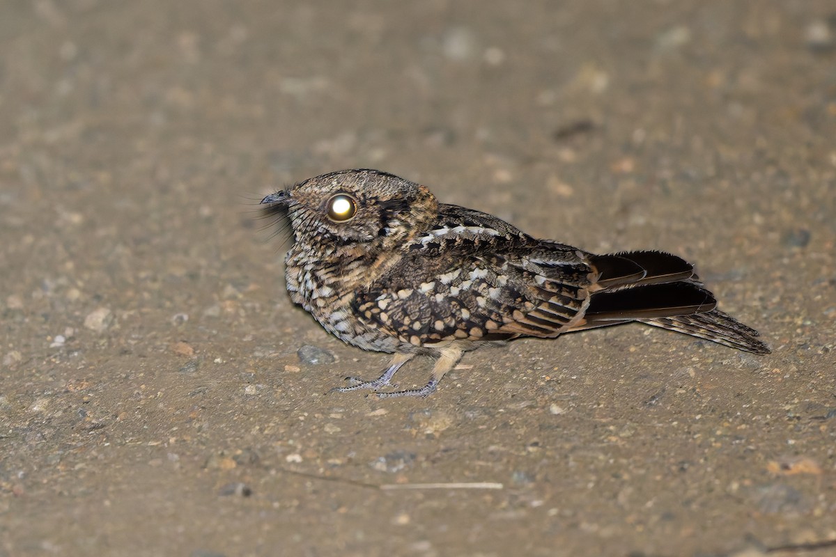 White-tailed Nightjar - ML635991323