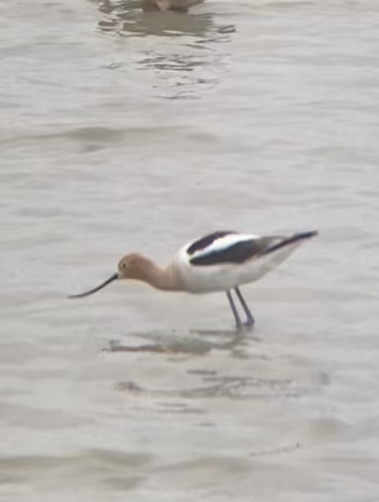 American Avocet - ML635991330